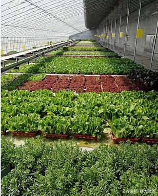 生物科技驅動產業升級，萊西龍頭企業引領農民增收新路徑